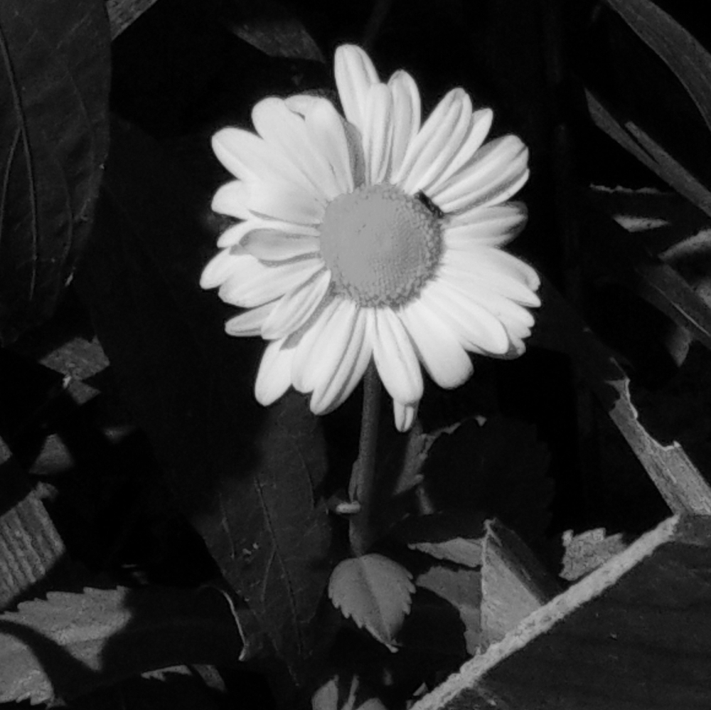 Home made home items dry flower art . Framed item still available!